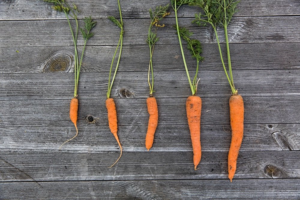 Carrot