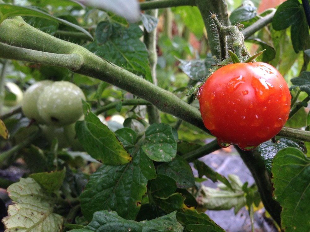 Cherry tomato