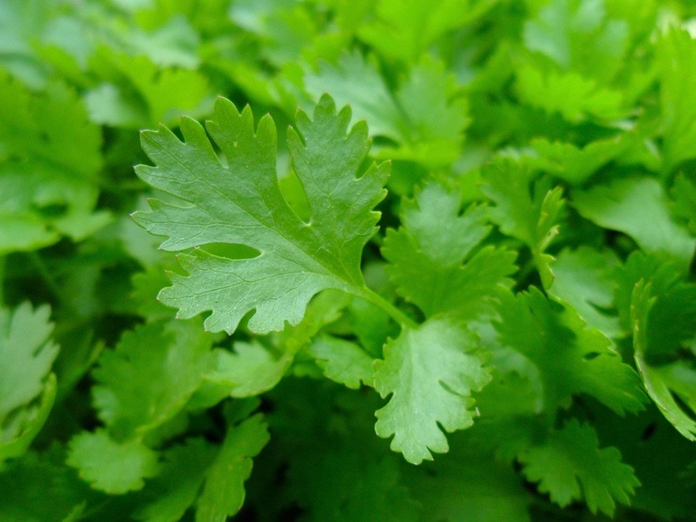 Coriander