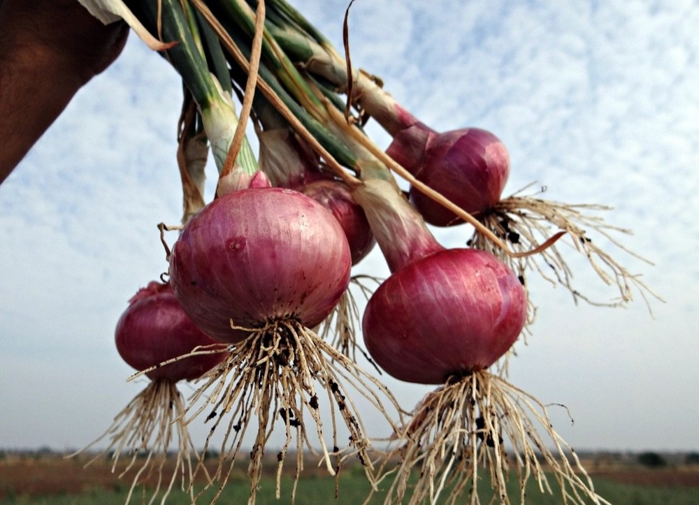 Onion